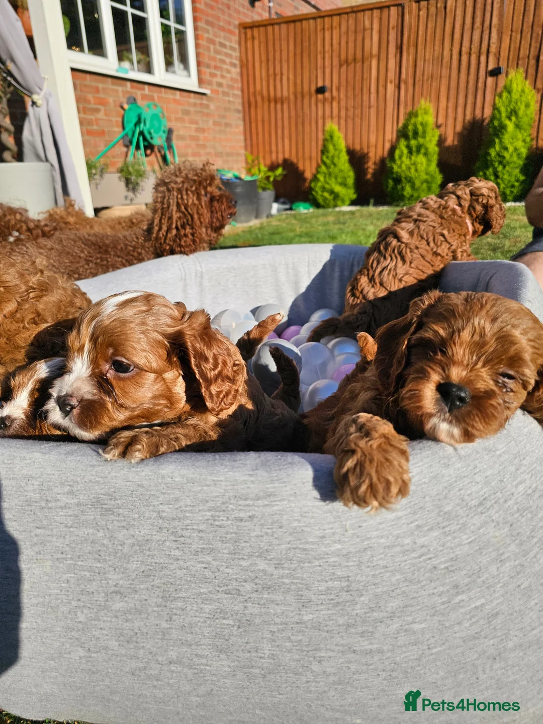 Cavapoo dogs for sale: Cavapoo puppies (toy)DNA CLEAR - Advert 1
