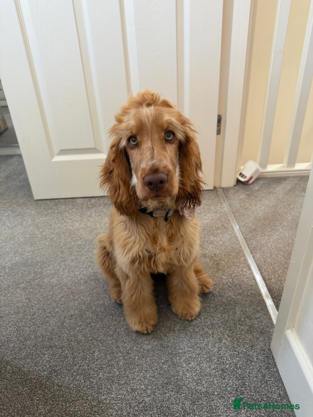 Cocker Spaniel dogs for sale: Cocker spaniel - Show (female) 6 months old  - Image 4