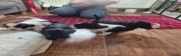 Mixed Breed dogs for sale: Tibetan Terrier x Sprocker Puppies in Dunfermline - Advert 22