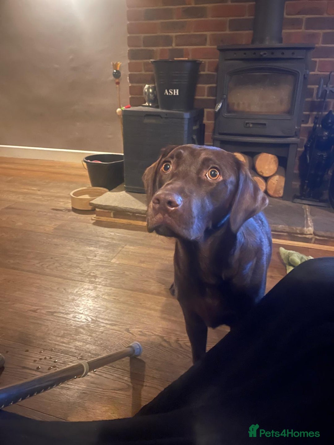 Labrador Retriever dogs for sale: Labrador Puppies Chocolate & Golden For Sale - Advert 1