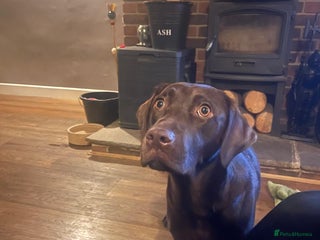 Labrador Retriever dogs Labrador Puppies Chocolate & Golden For Sale - Advert 2