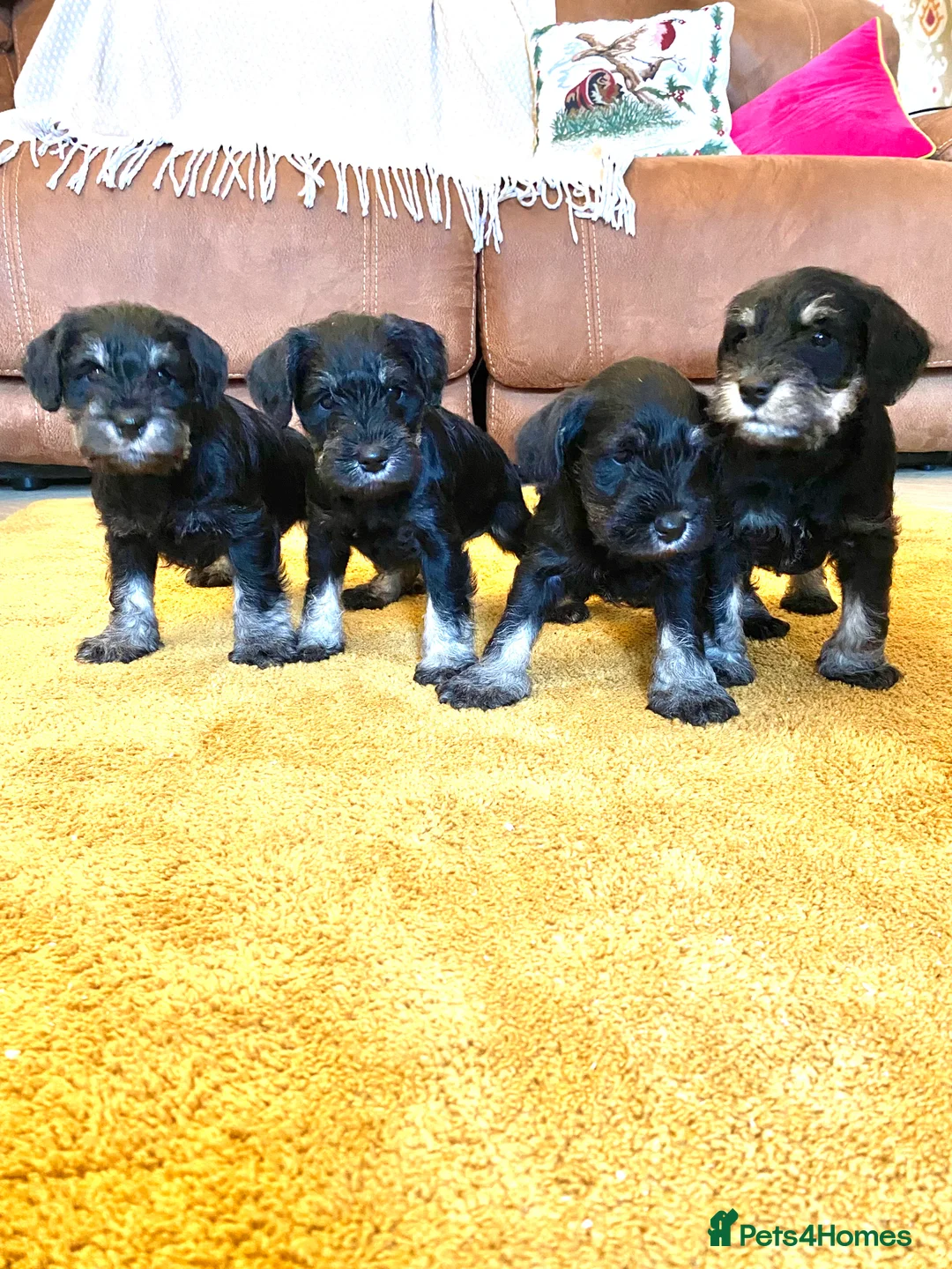 Miniature Schnauzer dogs for sale: Miniature Schnauzer puppies - Advert 6