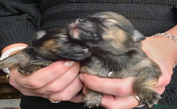 Mixed Breed dogs - Advert 1