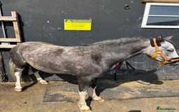 Welsh Section A horses for sale: Section A mare 3 yrs old  - Image 2