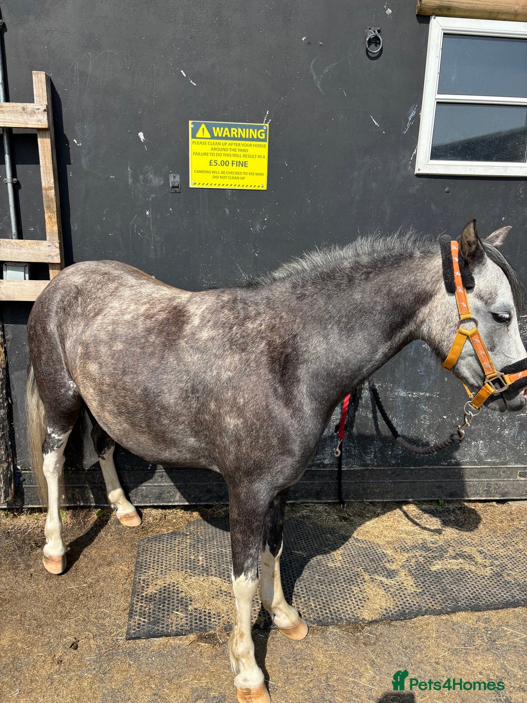 Welsh Section A horses for sale: Section A mare 3 yrs old  - Image 2