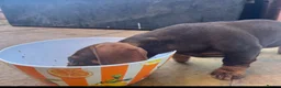 Dachshund dogs for sale: Stunning Solid Blue & Choc & Tan Dachshunds  - Advert 3