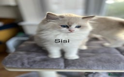 Ragdoll cats for sale: Beautiful Ragdoll kittens - Advert 9