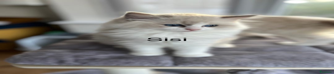 Ragdoll Kitten 4 Sisi