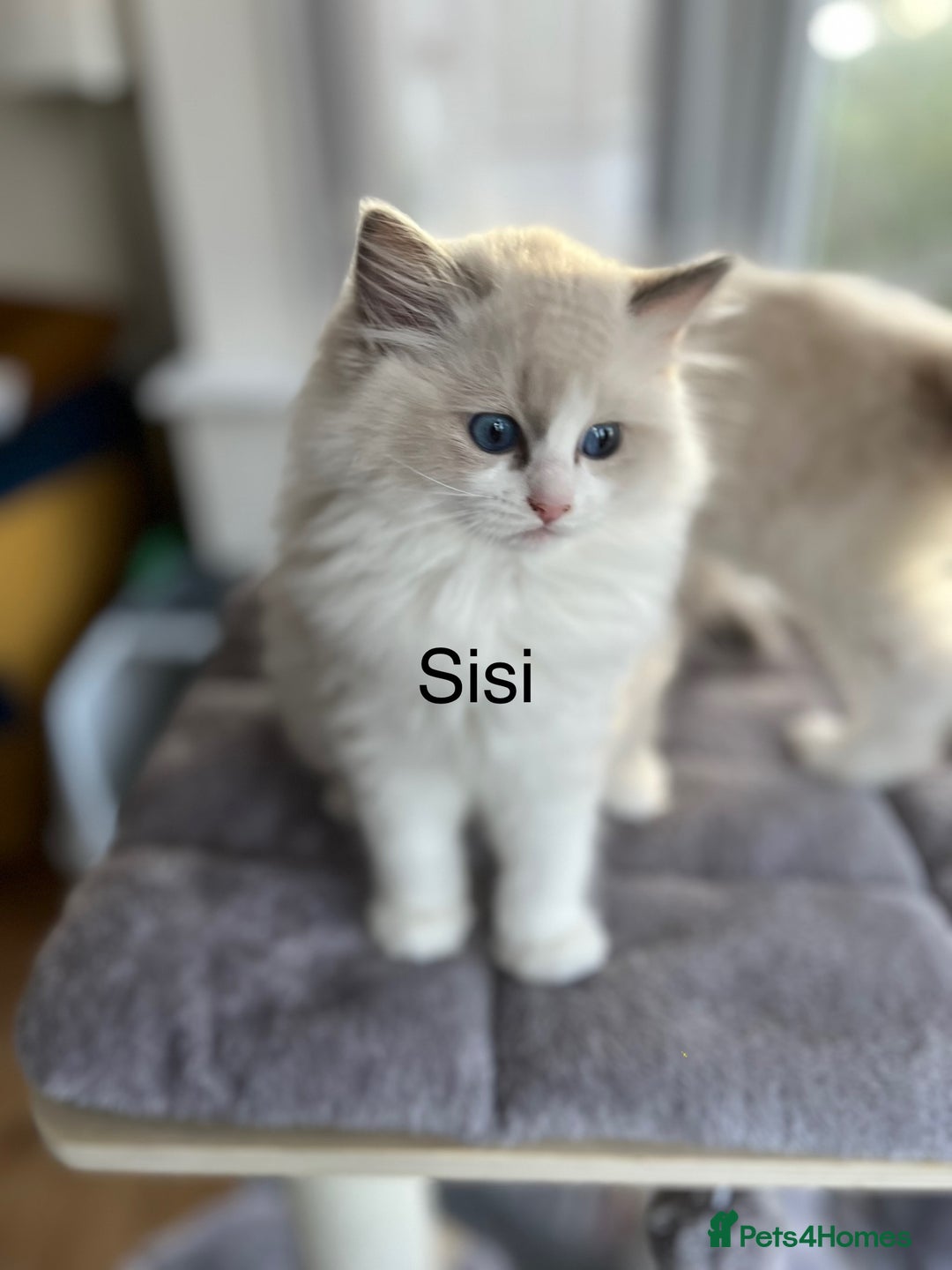 Ragdoll cats for sale: Beautiful Ragdoll kittens - Advert 9