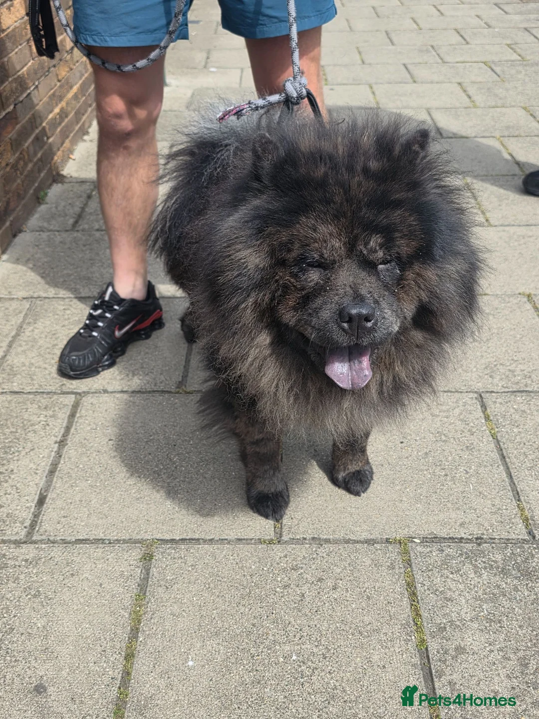Chow Chow dogs for sale: 3 year old chow chow  in Redcar - Advert 2
