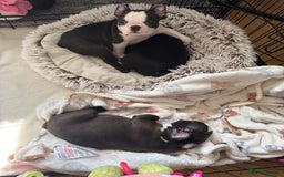 Boston Terrier dogs for sale: KC  Registered 🐕❤️🏠 Puupy 🐕💙🏠Boston Terrier  - Image 22