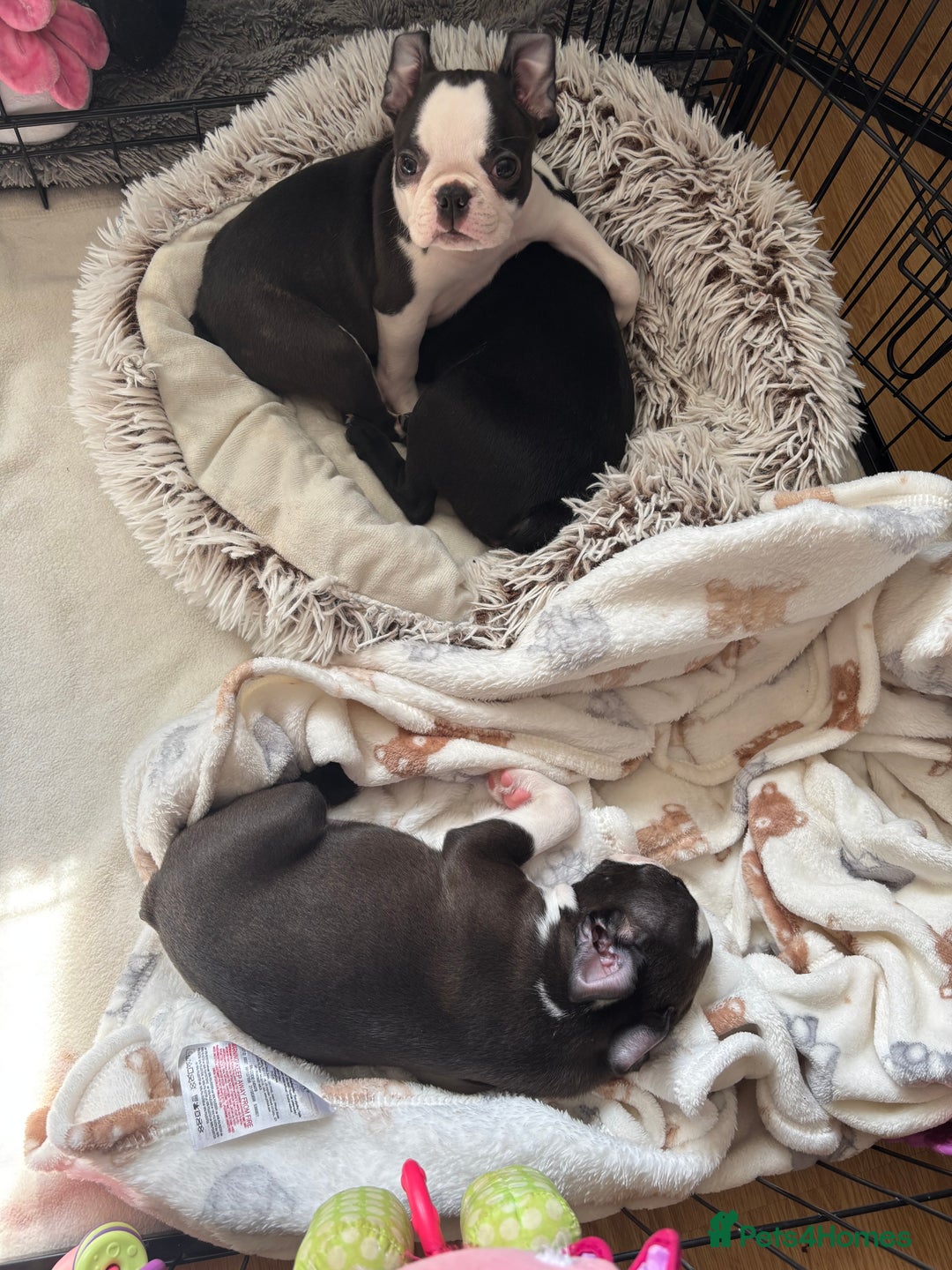 Boston Terrier dogs for sale: KC  Registered 🐕❤️🏠 Puupy 🐕💙🏠Boston Terrier  - Image 22