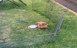 Labrador Retriever dogs for sale: Beautiful fox red lab puppies in Cambridge - Image 15