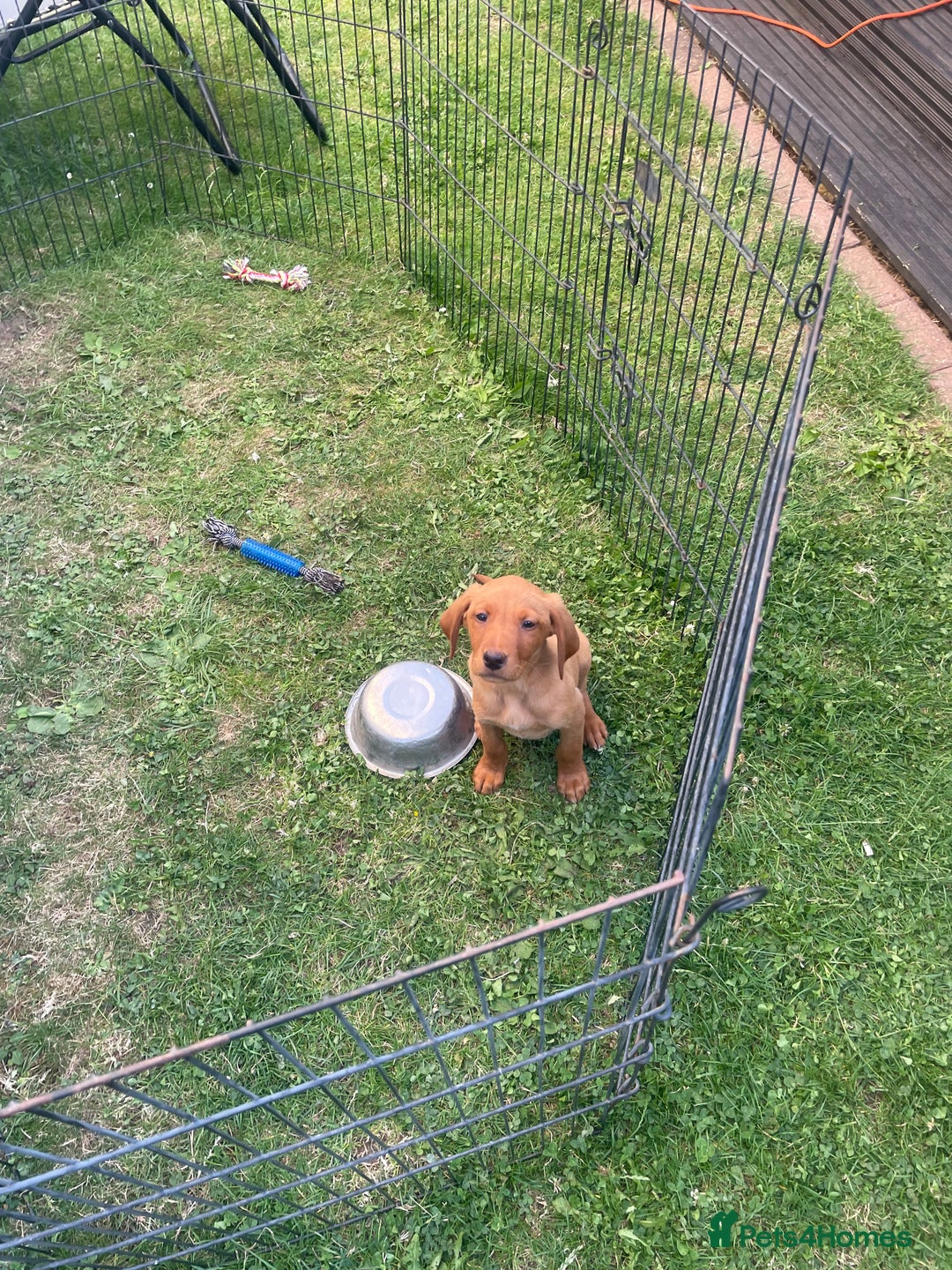 Labrador Retriever dogs for sale: Beautiful fox red lab puppies in Cambridge - Image 15