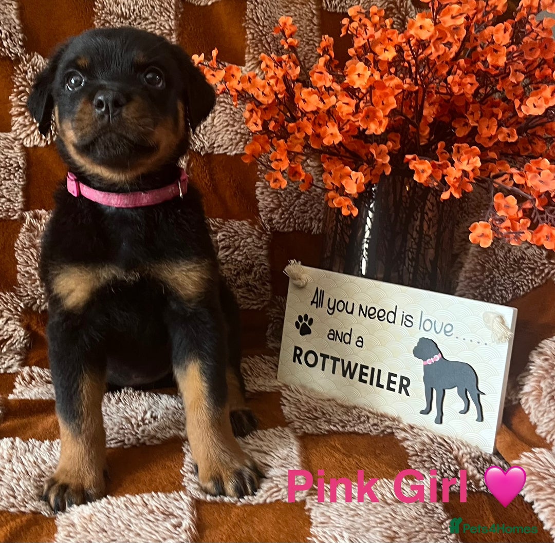 Rottweiler dogs for sale: Stunning kc registered Rottweiler pups.  - Image 8