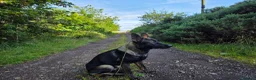 German Shepherd dogs for sale: EXCEPTIONAL IMPORT GERMAN SHEPHERD CZECH MALE 🇨🇿 - Advert 4