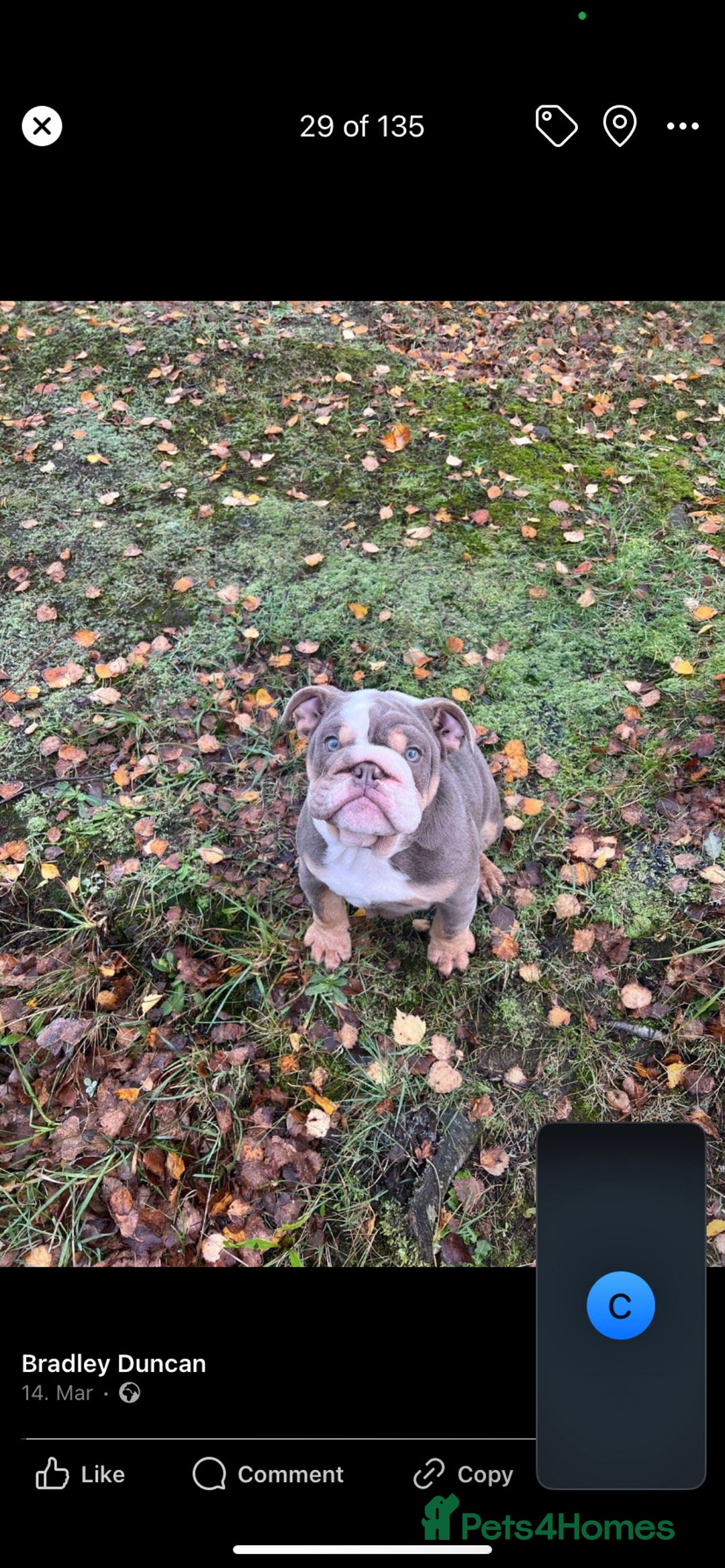 English Bulldog dogs for sale: British bulldog boy for sale - Image 2