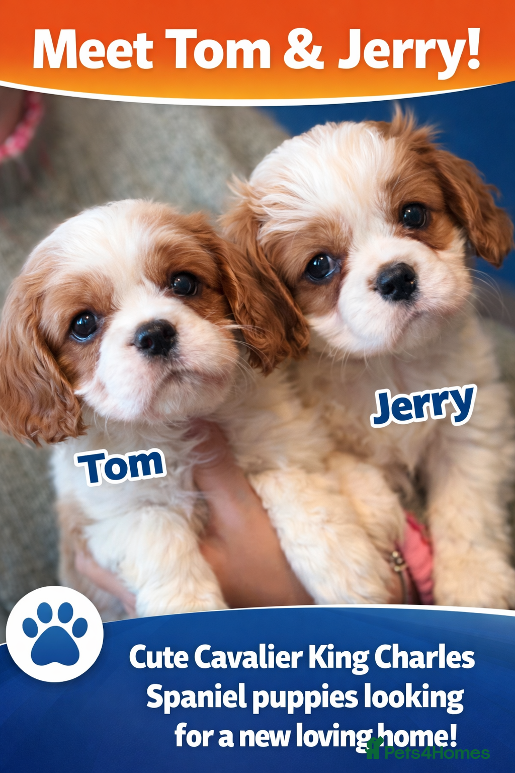 Cavalier King Charles Spaniel dogs KC HEALTH TESTED PEDIGREE CAVALIER KING CHARLES  - Advert 2