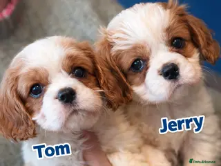 Cavalier King Charles Spaniel dogs KC HEALTH TESTED PEDIGREE CAVALIER KING CHARLES - Advert 2