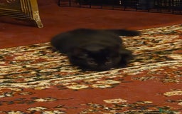 Maine Coon cats for sale: Maine coon  - Image 1