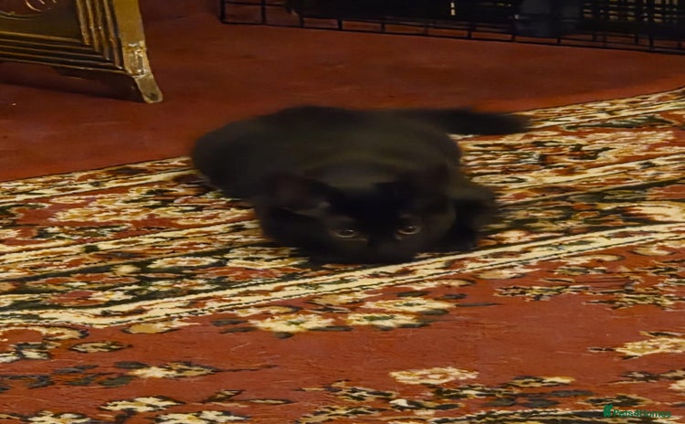 Maine Coon cats - Advert 14