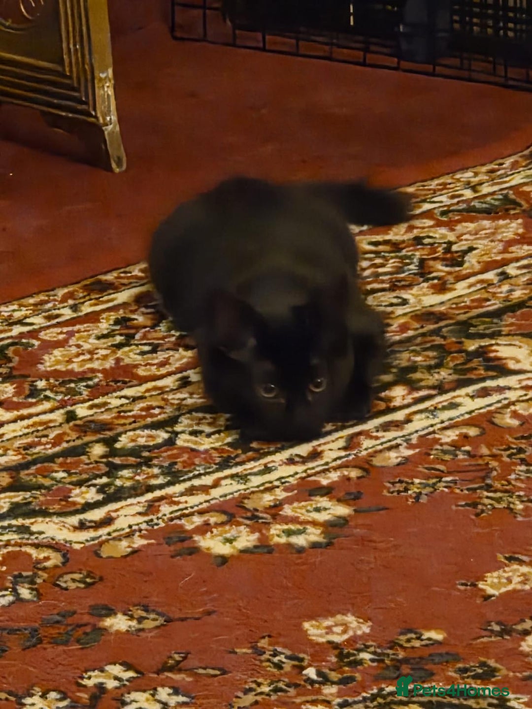 Maine Coon cats for sale: Maine coon  - Image 1