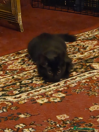 Maine Coon cats - Advert 14