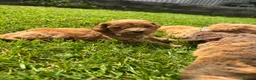 Cockapoo dogs for sale: Beautiful F1 cockerpoo puppies  - Advert 9