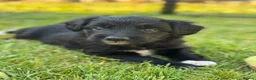 Bordoodle dogs for sale: Bordoodle Puppies ⭐ - Advert 9