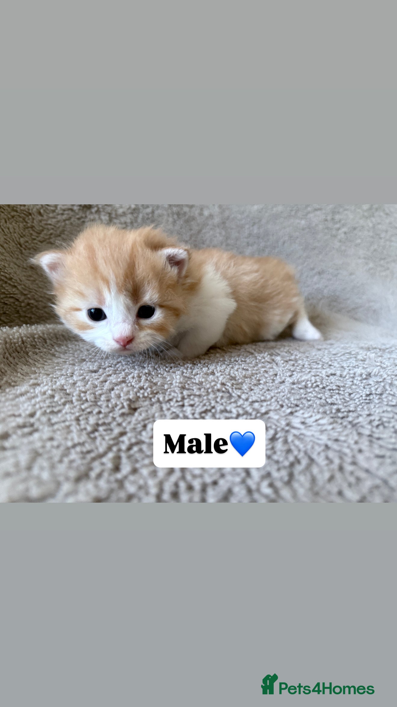 Persian cats Persian kittens for sale - Advert 5