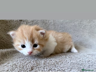 Persian cats Persian kittens for sale - Advert 1