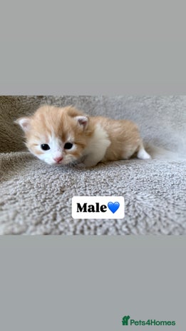 Persian cats Persian kittens for sale - Advert 1