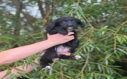 Bordoodle dogs for sale: Collie poodle ready now  - Image 9