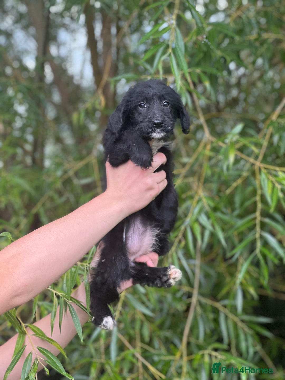 Bordoodle dogs for sale: Collie poodle ready now  - Image 9