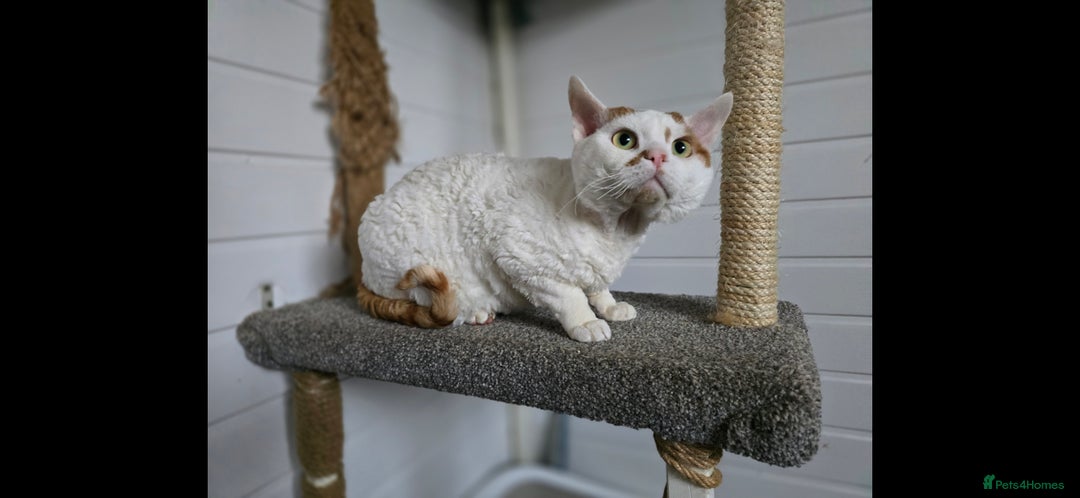 Devon Rex cats for sale: A beautiful Devon Rex boy  - Image 3