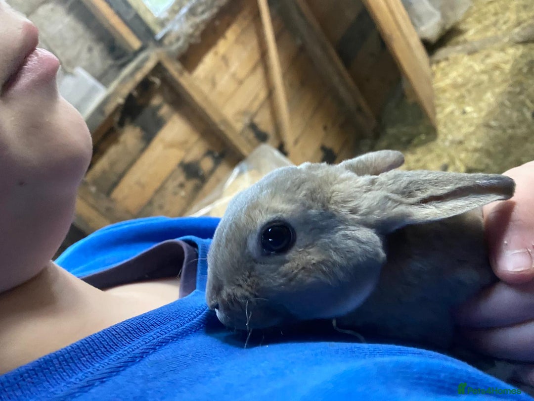 Mixed Breed rabbits for sale: Mini Rex / mini Rex cross - Advert 5
