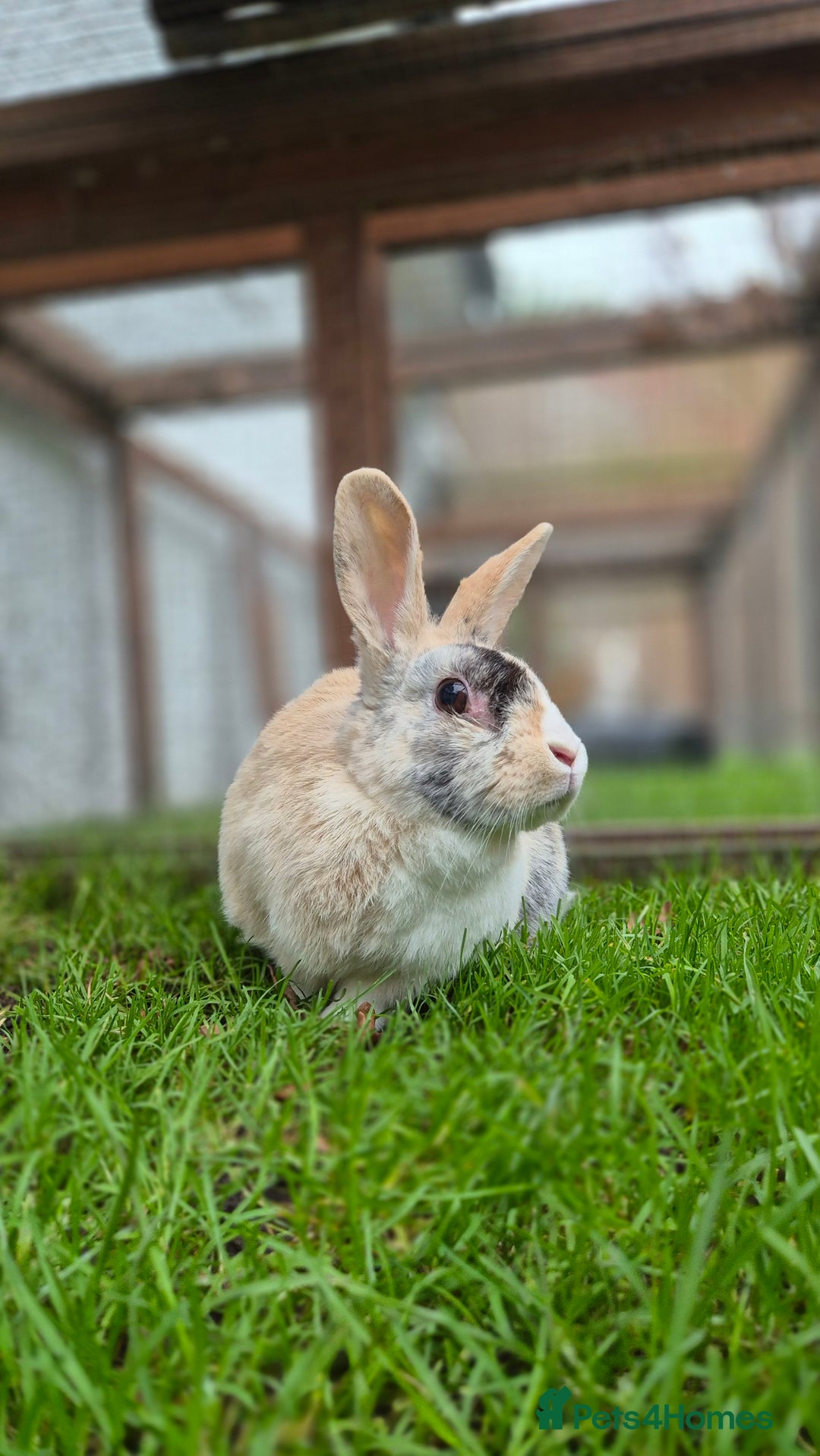 Mixed Breed rabbits for sale: Syrup - Advert 4