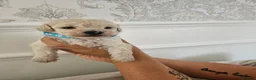 Cavapoo dogs for sale: Cavapoo puppies  - Advert 2