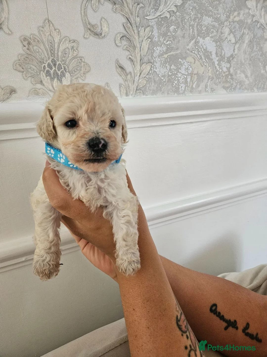 Cavapoo dogs for sale: Cavapoo puppies  - Advert 2
