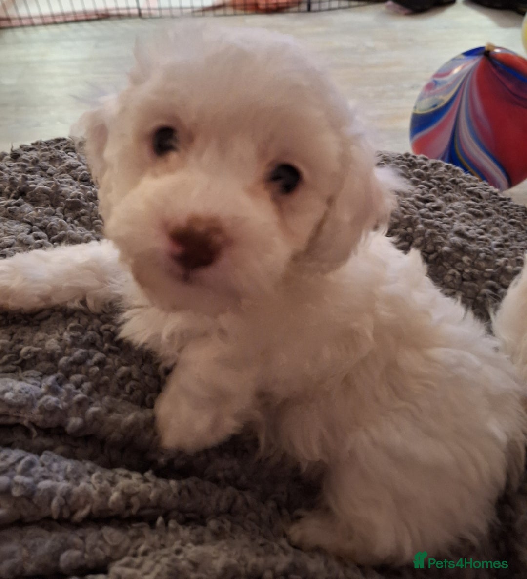 Cockapoo dogs for sale: 🐾✨  Ruby’s Toy Cockerpoo Pups Have Arrived! ✨🐾 - Advert 10