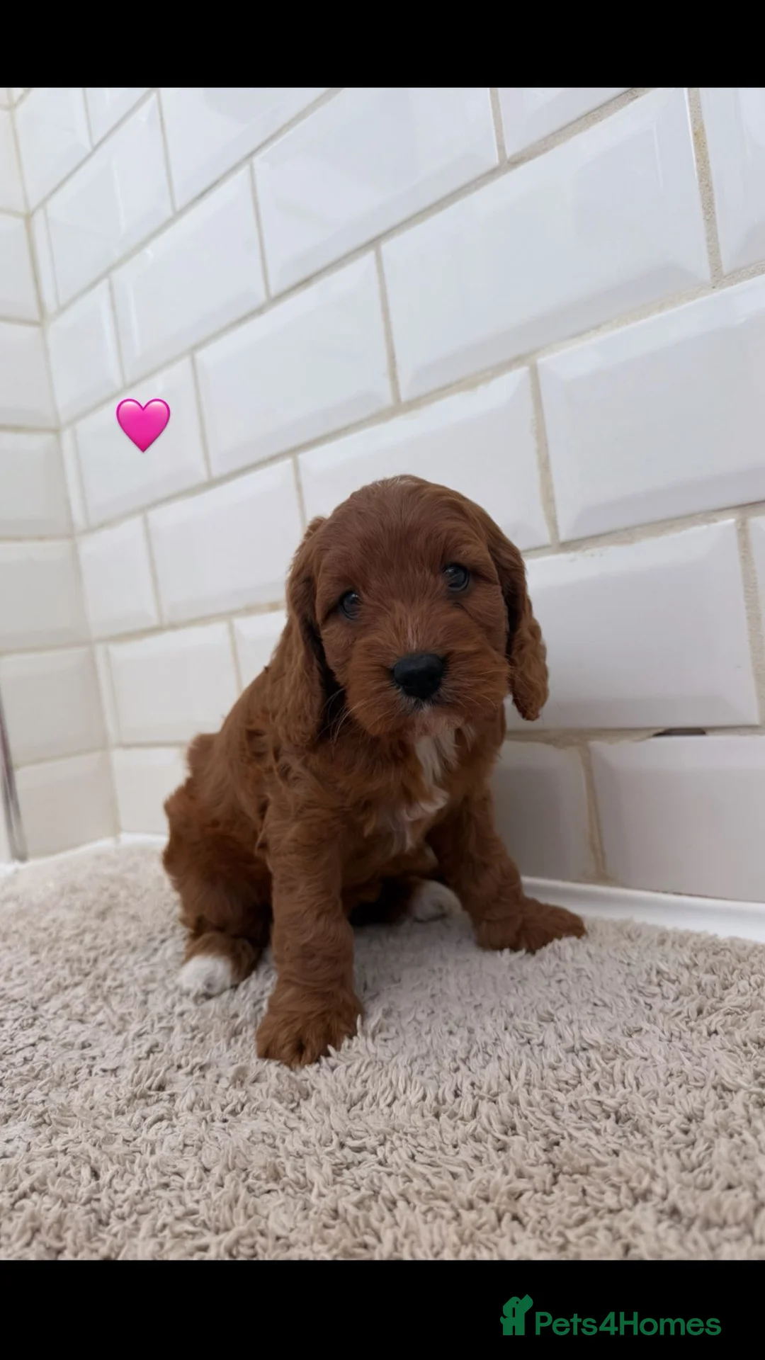 Cavapoo dogs for sale: Unusual colours merle cavapoos   - Advert 4