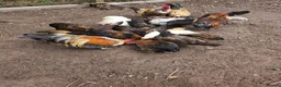 Chickens poultry for sale: 9 Small Bantam Hen's For Sale - Advert 3