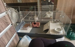 Ferret rodents for sale: Best little ferret ever - Image 5