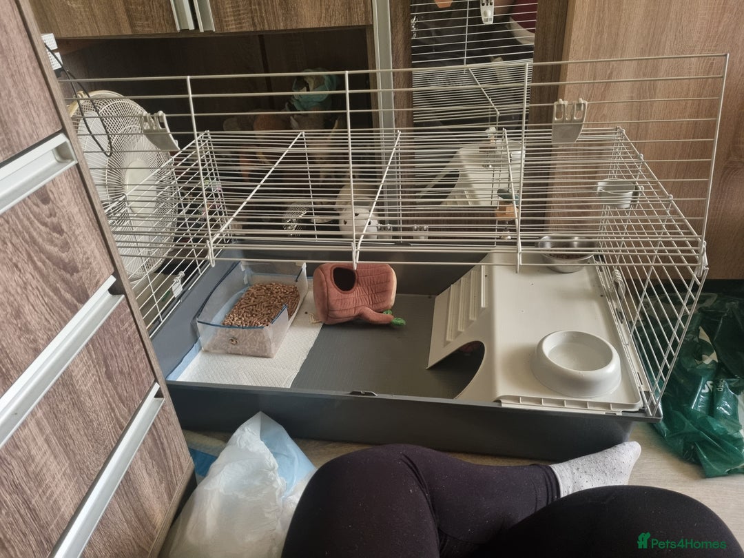 Ferret rodents for sale: Best little ferret ever - Image 5
