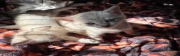 Oriental cats for sale: Only 2 remaining- snow orientals. 1 girl 1 boy - Advert 6