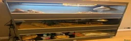 Bearded Dragon reptiles for sale: Bearded Dragon Rehoming – Free to a Loving Home in London - Advert 2