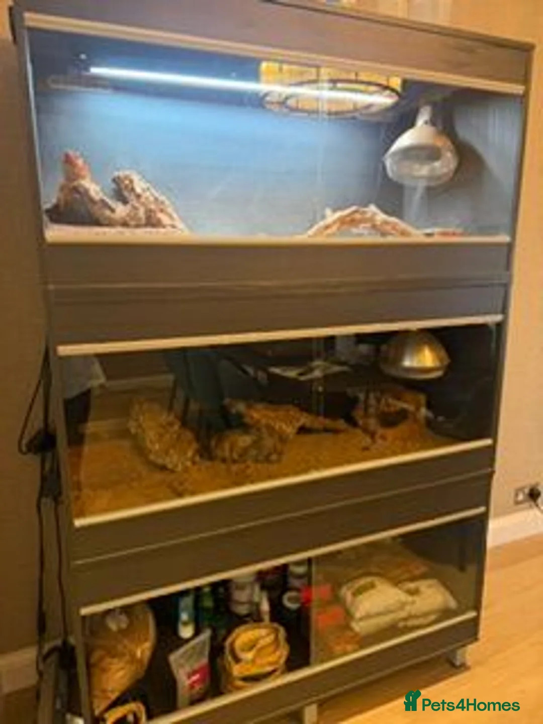 Bearded Dragon reptiles for sale: Bearded Dragon Rehoming – Free to a Loving Home in London - Advert 2