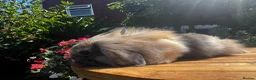 Mixed Breed rabbits for sale: Beautiful boys and girls looking for forever homes - Advert 3