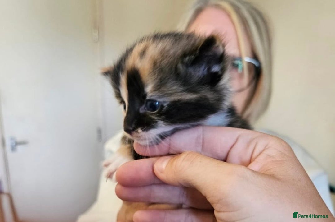 Mixed Breed cats for sale: Mixed Breed Kitten - Image 6