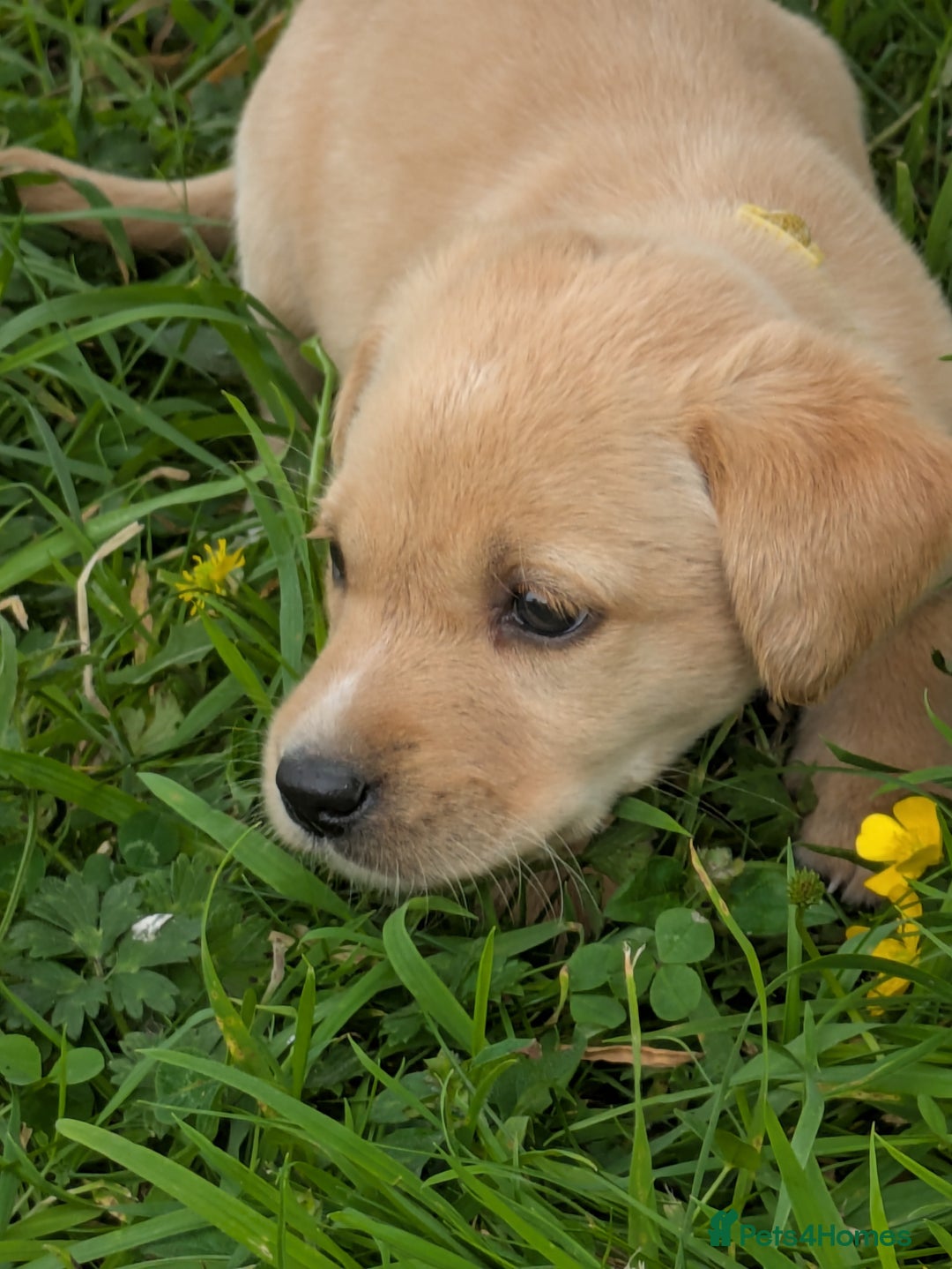 Labrador Retriever dogs for sale: Healthy Adorable kC registered Labrador puppies  - Image 10
